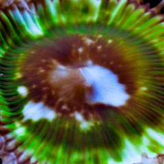 Protopalythoa grandis PSYCHEDELIC GREEN