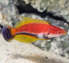cirrhilabrus filamentosus1