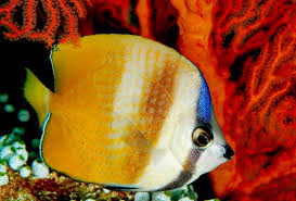 ch. kleinii