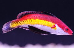 Cirrhilabrus naokoae