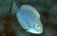 Acanthurus mata juv