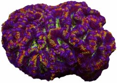 Acanthastrea lordhowensis RAINBOW ULTRA speciálně vybraná WISH7