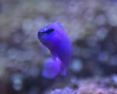 Pseudochromis fridmani