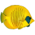 Chaetodontidae