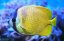Chaetodon kleinii 2