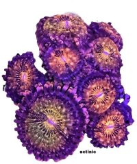 Zoanthus PANDORA