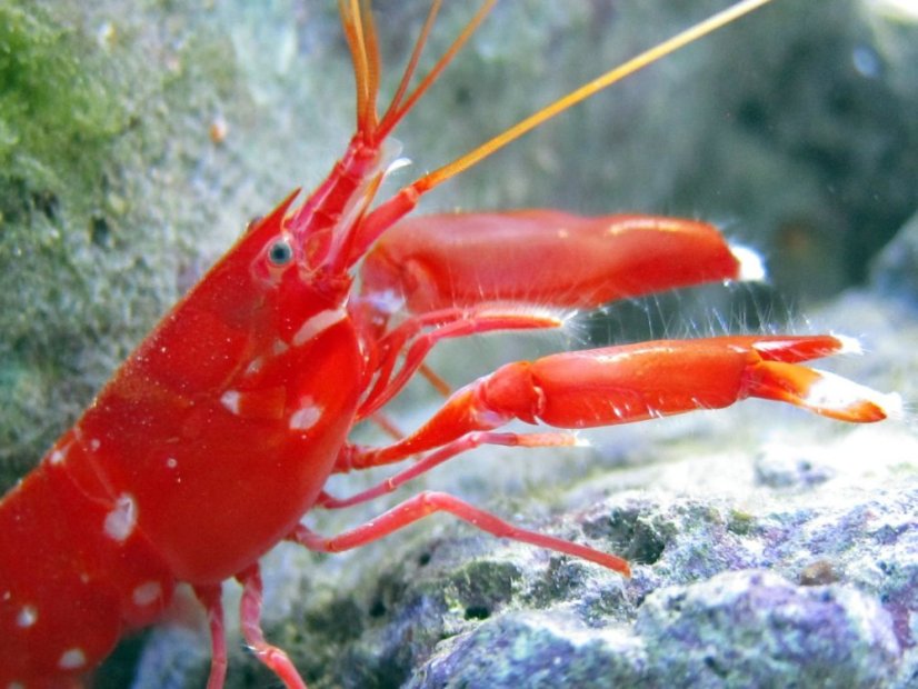 Alpheus bisinctus I