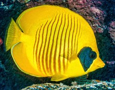 Chaetodon semilarvatus