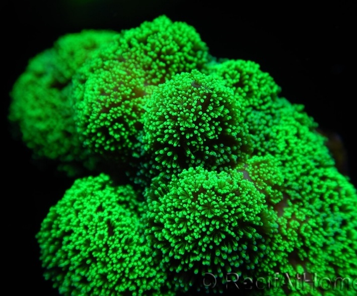 stylophora pistillata green fluo s