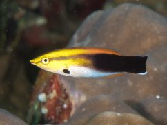 l.pectoralis