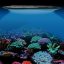 AP9X corals