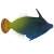 Monacanthidae