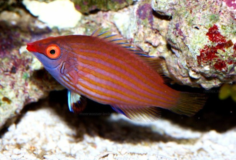 ataenia3