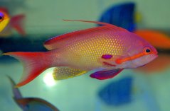 Pseudanthias squamipinnis samec