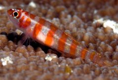 Trimma cana