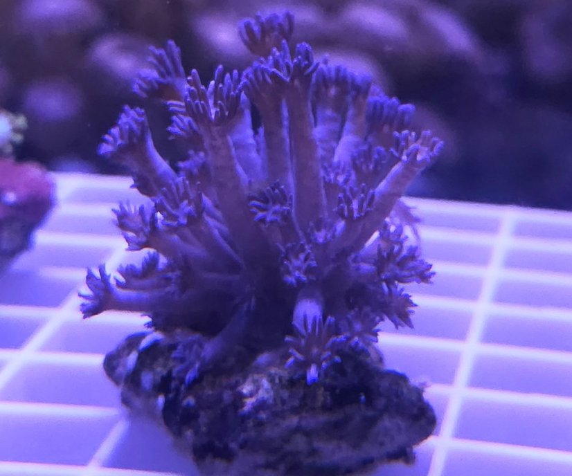 Goniopora sp.Purple/Blue