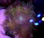 Epicystis crucifer ULTRA (Rock flower anemone)