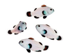 Amphiprion ocellaris SNOW STORM