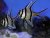 Pterapogon kauderni PÁR