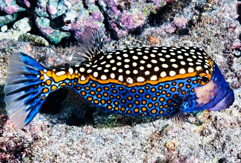 meleagris male3a