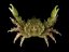 Mithraculus sculptus3