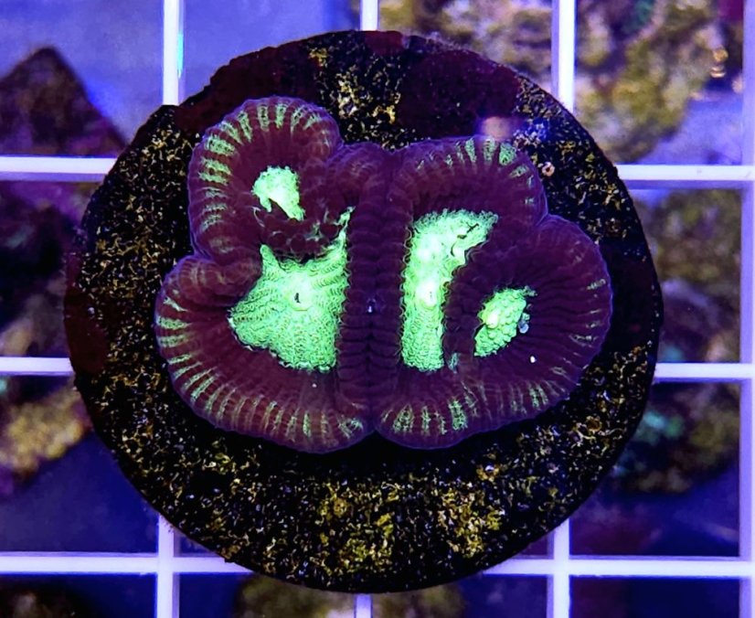 Favites complanata sp.RADIATION