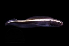 Pholidichthys leucotaenia