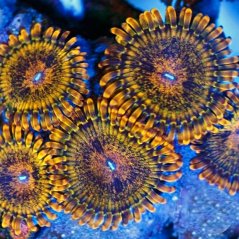 Zoanthus NR GOLD MAUL