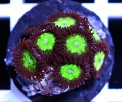 Zoanthus INCREDIBLE HULK