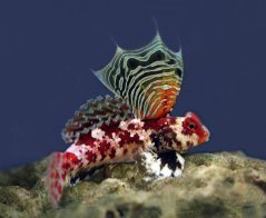 Synchiropus marmoratus