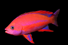 Pseudanthias randali