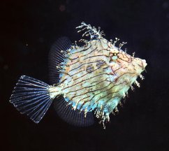 chaetodermis1
