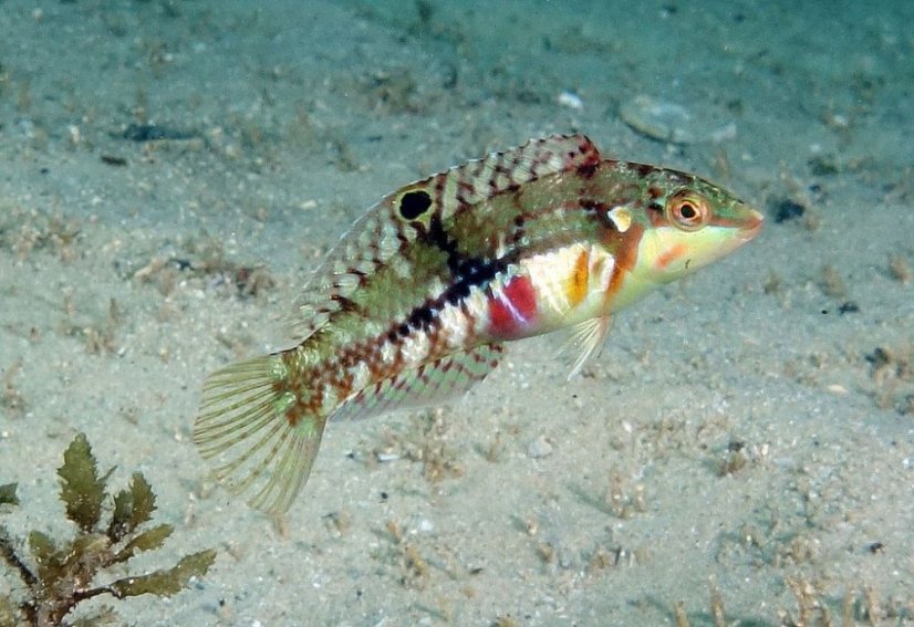 nebulosus