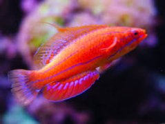Paracheilinus carperteri2