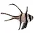 Apogonidae