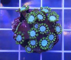 Alveopora tizardi Mint