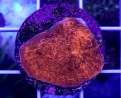 Echinophyllia sp. ORANGE ULTRA