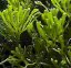 caulerpa serrulata2