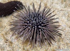 echinometra sp.2 jpg