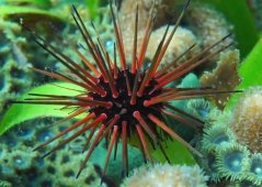 Echinometra viridis