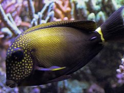 Acanthurus maculiceps7