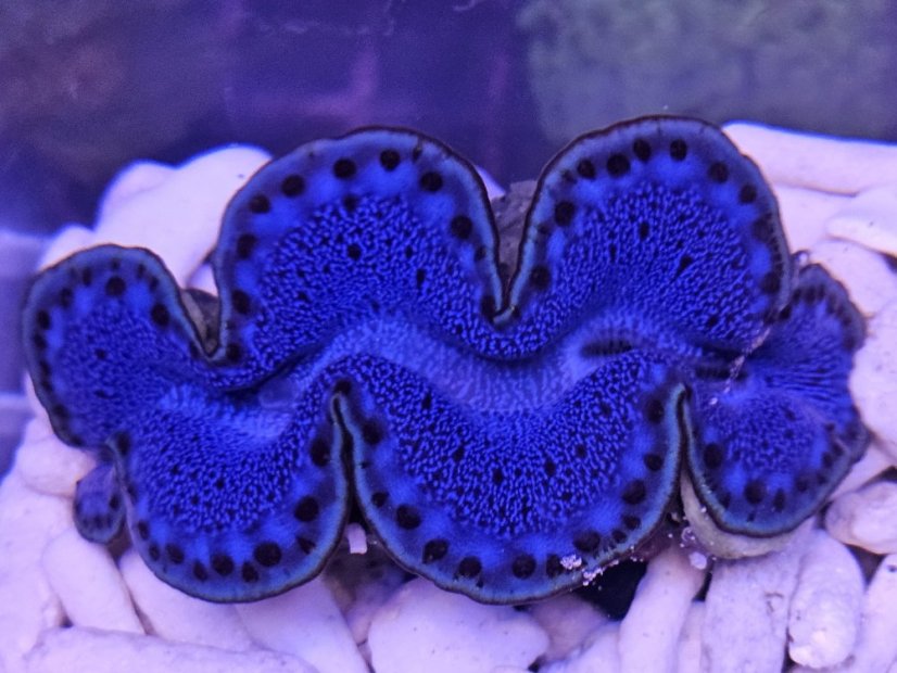 Tridacna maxima ULTRA BLUE č.2