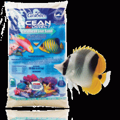 960x960 critter ocean direct