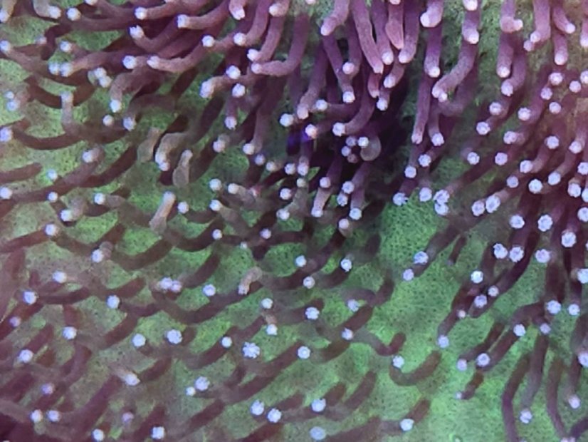 Sarcophyton sp. GREEN SKIN LT