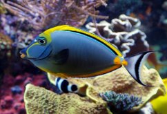 naso elegans