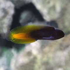 Enchelyurus flavipes