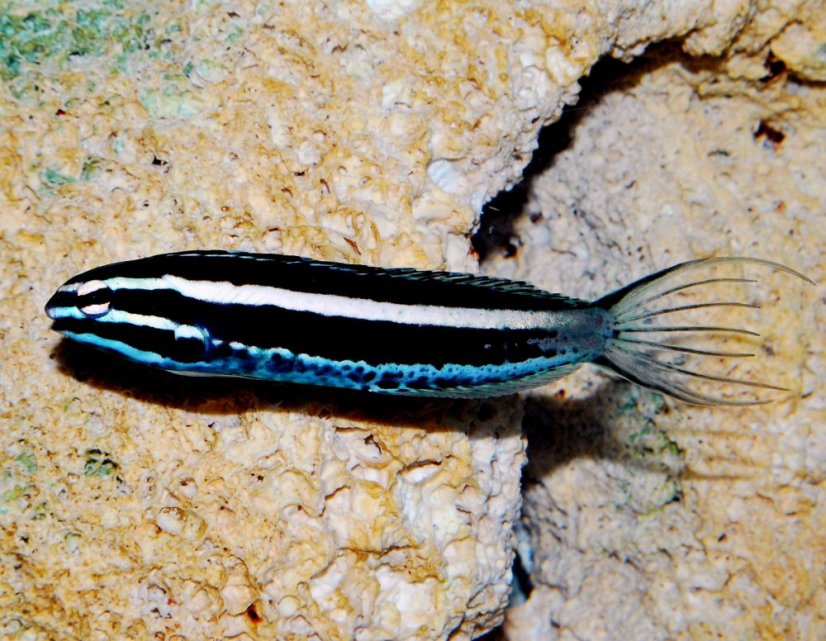 Meiacanthus kamoharai