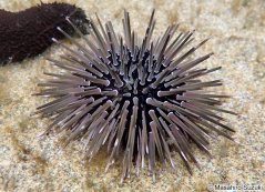 echinometra sp.2 jpg