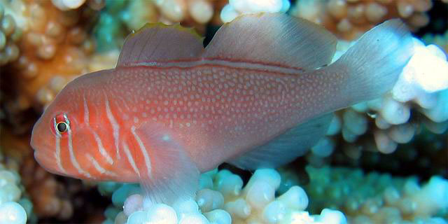 gobiodon rivulatus1