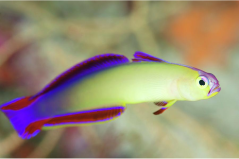 Nemateleotris exquisita